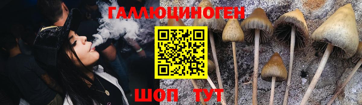 Балахна  Галлюциногенные грибы Psilocybine cubensis  Псилоцибиновые грибы прущие грибы  Вход с VPN 